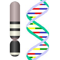 Y Chromosome DNA
