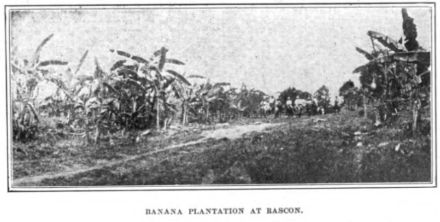 Ingenio Rascon Banana Plantation - HathiTrust